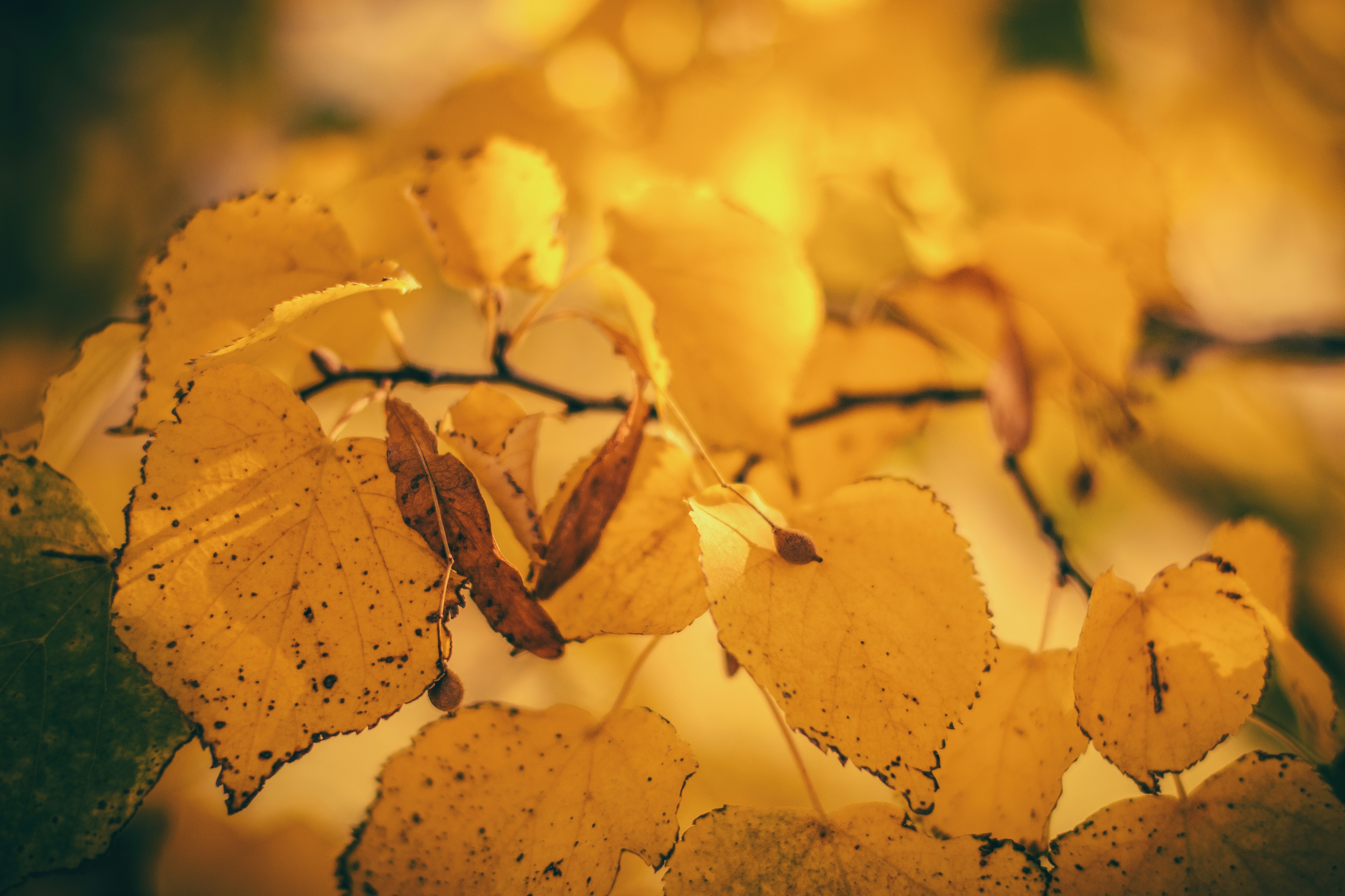 brown leaves in tilt shift lens